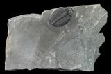 Elrathia Trilobite Molt Fossil - Utah #140320-1